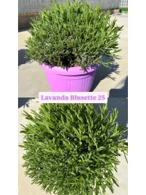 Lavanda hidcote blusette 25 V. 25 cm - Riviera Quality Societa' Agricola Cooperativa