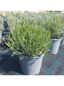 Lavanda interm. dutch 18 V. 18 cm - Riviera Quality Societa' Agricola Cooperativa