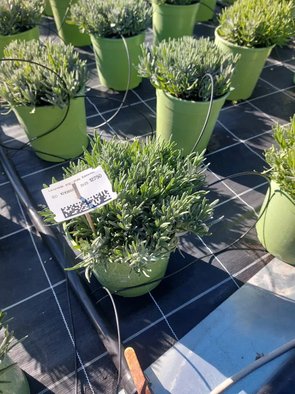 Lavanda interm. edelweiss 18 V. 18 cm - Riviera Quality Societa' Agricola Cooperativa