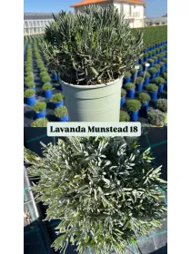 Lavanda munstead 18 V. 18 cm - Riviera Quality Societa' Agricola Cooperativa