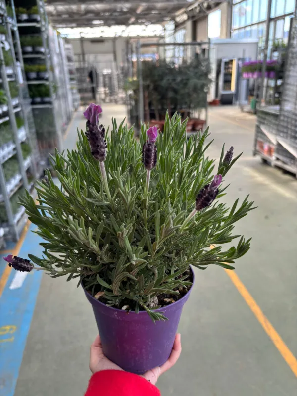 Lavanda stoechas 14 V. 14 cm - Riviera Quality Societa' Agricola Cooperativa