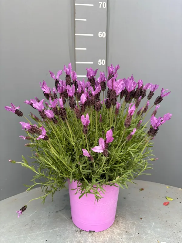 Lavanda stoechas 18 V. 18 cm - Riviera Quality Societa' Agricola Cooperativa