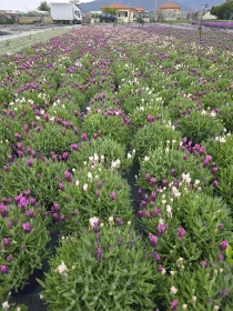 Lavanda stoechas 18 tricolor V. 18 cm - Riviera Quality Societa' Agricola Cooperativa