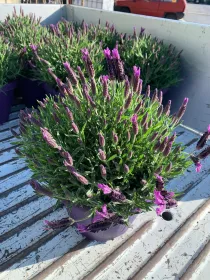 Lavanda stoechas 25 V. 25 cm - Riviera Quality Societa' Agricola Cooperativa