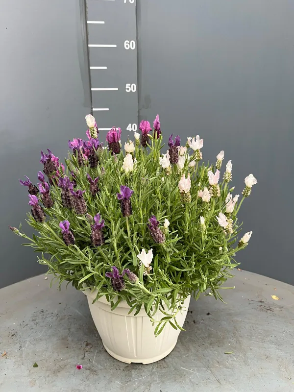 Lavanda stoechas 25 tricolor V. 25 cm - Riviera Quality Societa' Agricola Cooperativa