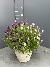 Lavanda stoechas 25 tricolor V. 25 cm - Riviera Quality Societa' Agricola Cooperativa