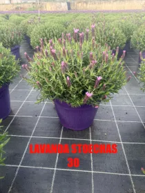 Lavanda stoechas 30 V. 30 cm - Riviera Quality Societa' Agricola Cooperativa