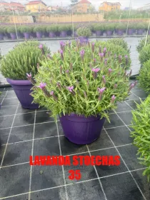 Lavanda stoechas 35 V. 35 cm - Riviera Quality Societa' Agricola Cooperativa