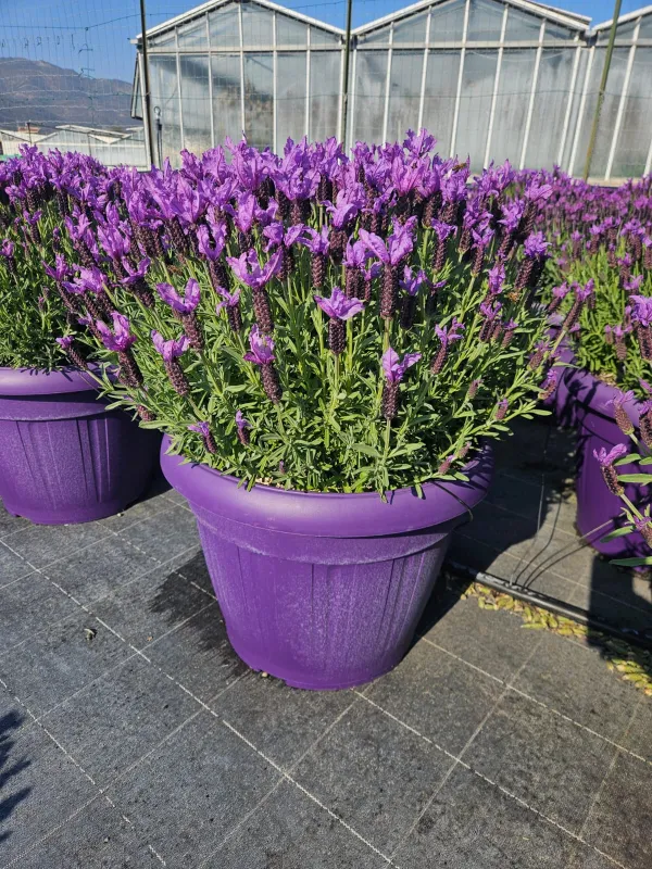 Lavanda stoechas 45 V. 45 cm - Riviera Quality Societa' Agricola Cooperativa