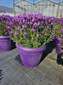 Lavanda stoechas 45 V. 45 cm - Riviera Quality Societa' Agricola Cooperativa