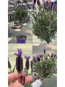 Lavanda stoechas alb. 14 V. 14 cm - Riviera Quality Societa' Agricola Cooperativa