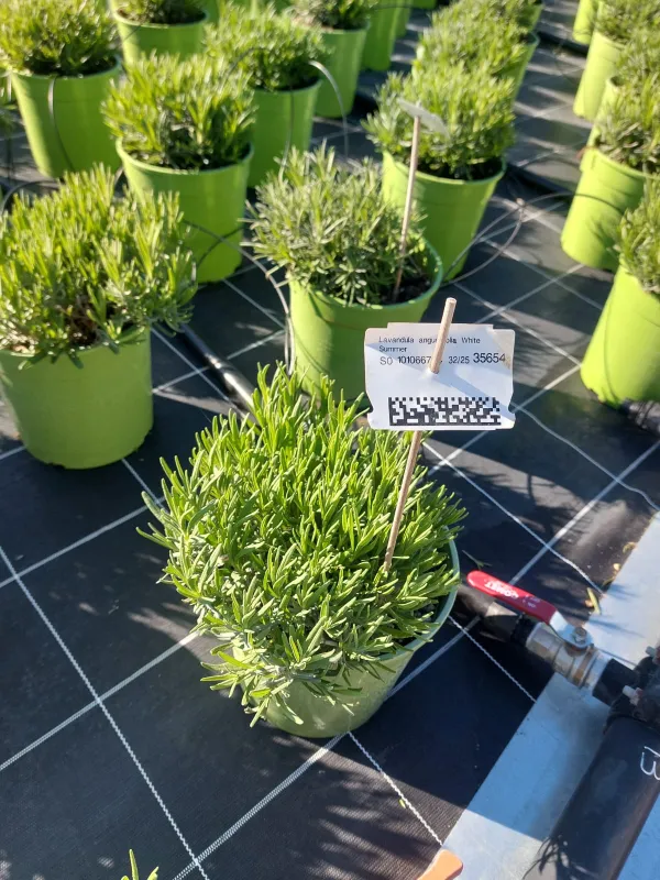 Lavanda white summer 18 V. 18 cm - Riviera Quality Societa' Agricola Cooperativa