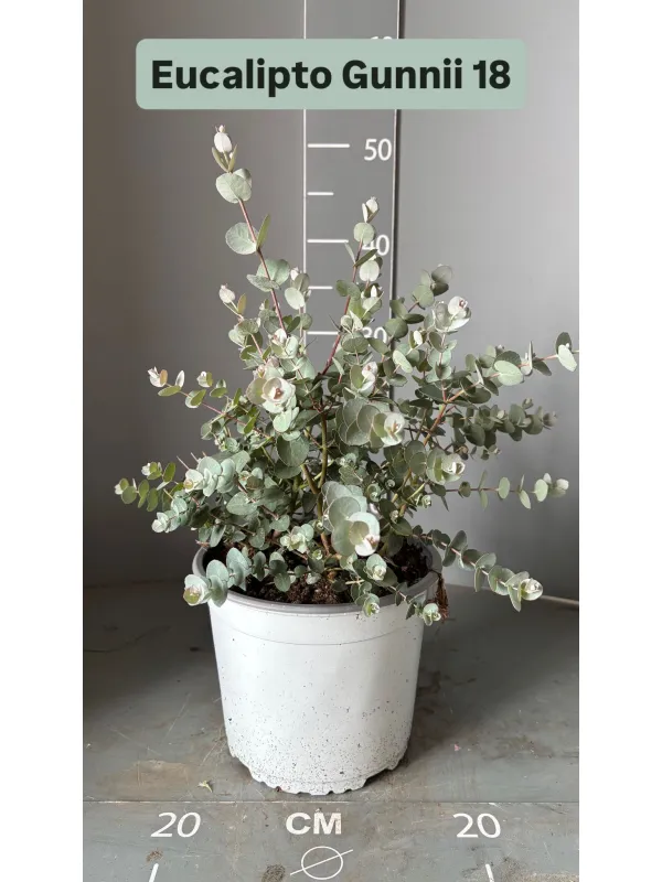 Eucalyptus gunnii 18 V. 18 cm - Riviera Quality Societa' Agricola Cooperativa