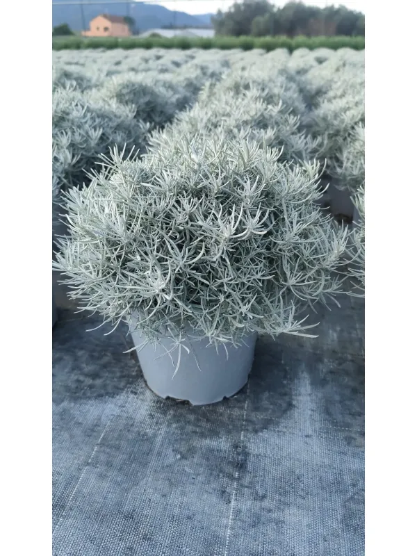 Helichrysum italicum 18 V. 18 cm - Riviera Quality Societa' Agricola Cooperativa