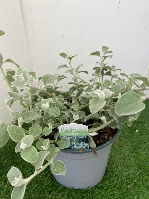 Helichrysum petiolare 18 V. 18 cm - Riviera Quality Societa' Agricola Cooperativa