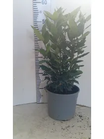 Laurus nobilis 18 h. 60/70cm V. 18 cm - Riviera Quality Societa' Agricola Cooperativa