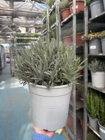 Lavanda 18 V. 18 cm - Riviera Quality Societa' Agricola Cooperativa