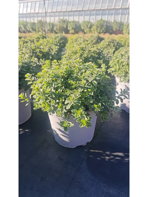 Maggiorana 18 V. 18 cm - Riviera Quality Societa' Agricola Cooperativa