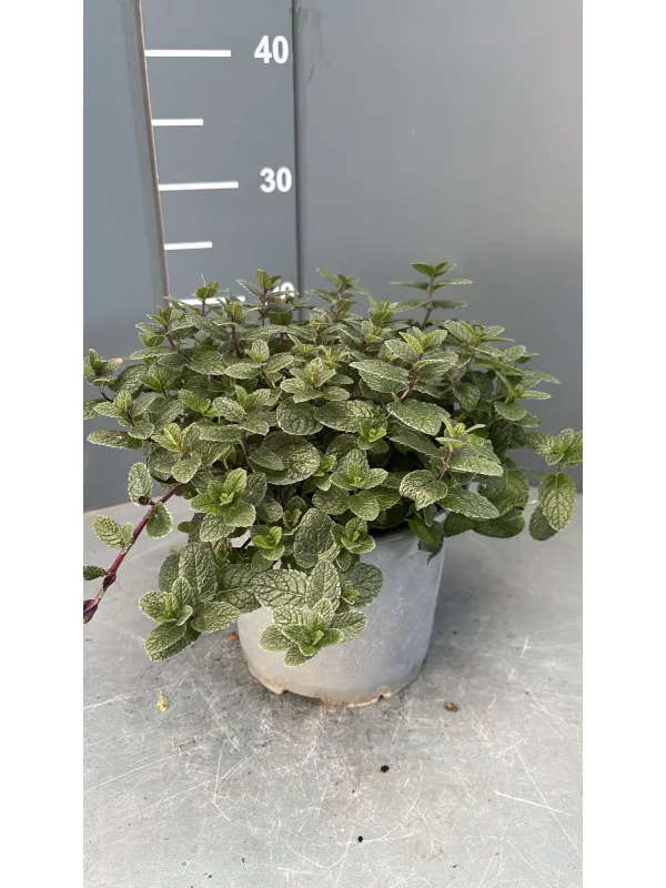 Menta 18 V. 18 cm - Riviera Quality Societa' Agricola Cooperativa