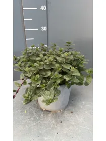 Menta 18 V. 18 cm - Riviera Quality Societa' Agricola Cooperativa