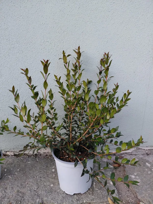 Mirto 18 V. 18 cm - Riviera Quality Societa' Agricola Cooperativa