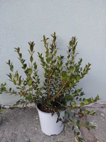 Mirto 18 V. 18 cm - Riviera Quality Societa' Agricola Cooperativa