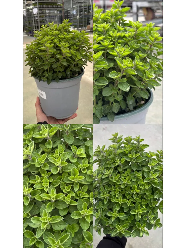 Origano 18 V. 18 cm - Riviera Quality Societa' Agricola Cooperativa