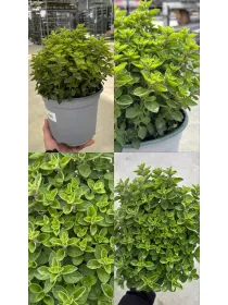 Origano 18 V. 18 cm - Riviera Quality Societa' Agricola Cooperativa