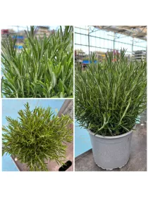 Rosmarino 18 V. 18 cm - Riviera Quality Societa' Agricola Cooperativa