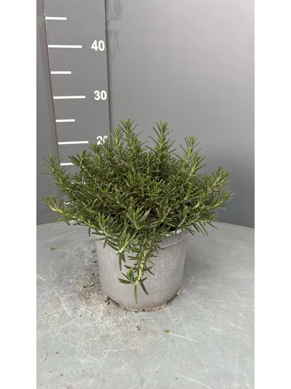 Rosmarino prostrato 18 V. 18 cm - Riviera Quality Societa' Agricola Cooperativa