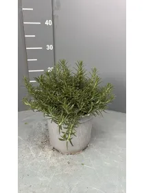 Rosmarino prostrato 18 V. 18 cm - Riviera Quality Societa' Agricola Cooperativa