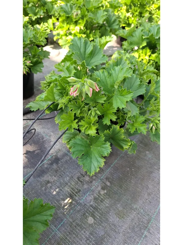 Salvia 18 V. 18 cm - Riviera Quality Societa' Agricola Cooperativa