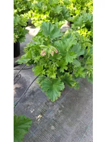 Salvia 18 V. 18 cm - Riviera Quality Societa' Agricola Cooperativa