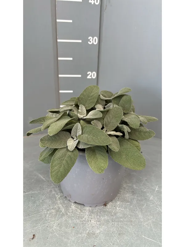 Salvia foglia larga 18 V. 18 cm - Riviera Quality Societa' Agricola Cooperativa