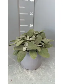 Salvia foglia larga 18 V. 18 cm - Riviera Quality Societa' Agricola Cooperativa