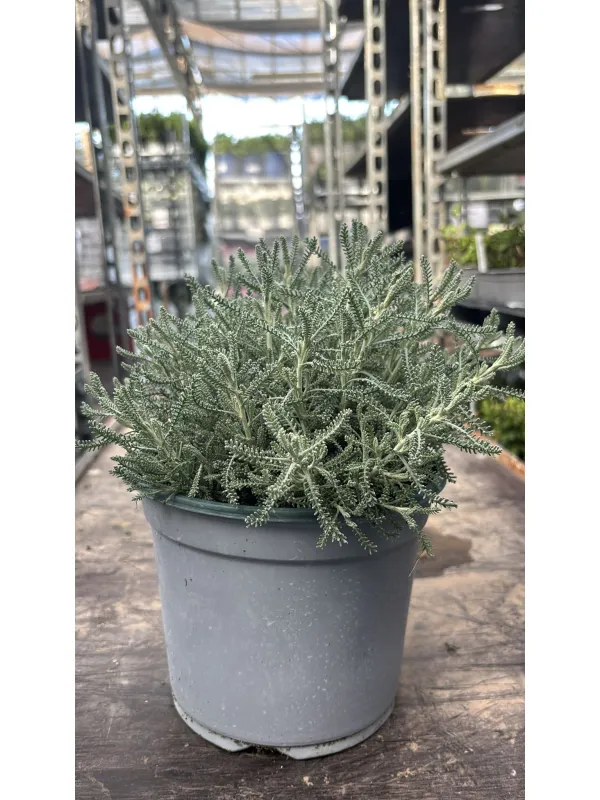 Santolina 18 V. 18 cm - Riviera Quality Societa' Agricola Cooperativa