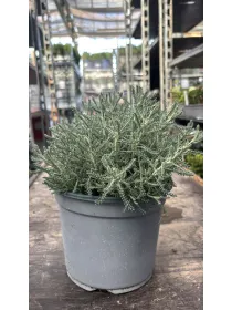 Santolina 18 V. 18 cm - Riviera Quality Societa' Agricola Cooperativa