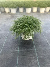 Santoreggia 18 V. 18 cm - Riviera Quality Societa' Agricola Cooperativa