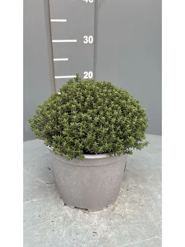 Timo 18 V. 18 cm - Riviera Quality Societa' Agricola Cooperativa