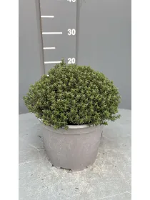 Timo 18 V. 18 cm - Riviera Quality Societa' Agricola Cooperativa