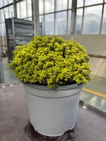 Timo aureo lemon 18 V. 18 cm - Riviera Quality Societa' Agricola Cooperativa