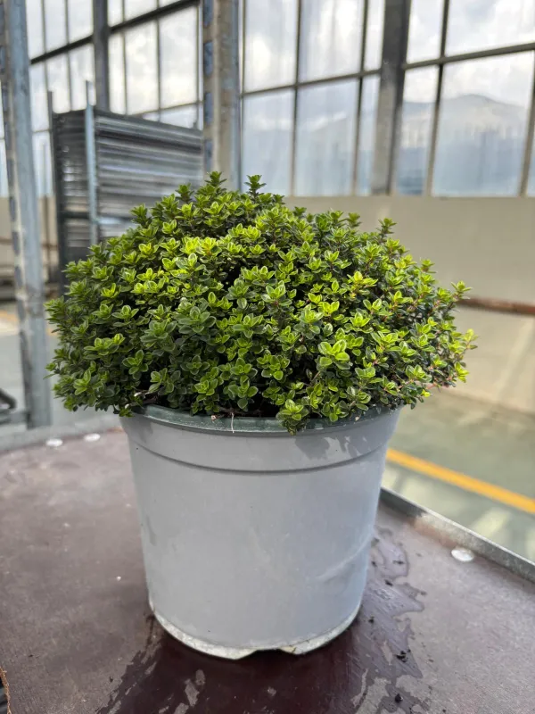 Timo citriodoro verde 18 V. 18 cm - Riviera Quality Societa' Agricola Cooperativa