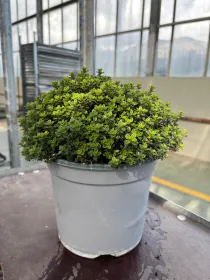 Timo citriodoro verde 18 V. 18 cm - Riviera Quality Societa' Agricola Cooperativa