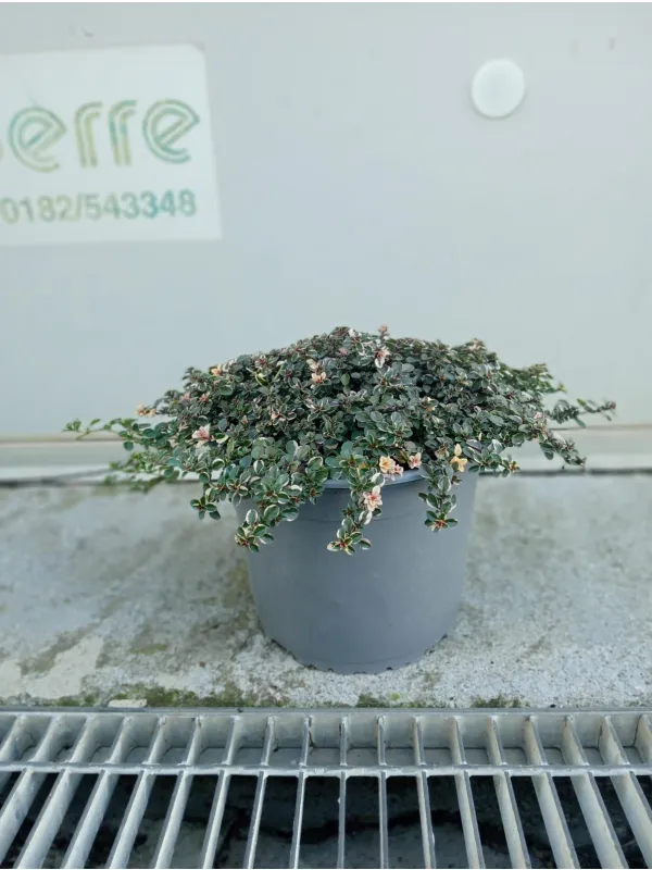 Timo doone valley 18 V. 18 cm - Riviera Quality Societa' Agricola Cooperativa