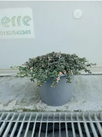 Timo doone valley 18 V. 18 cm - Riviera Quality Societa' Agricola Cooperativa