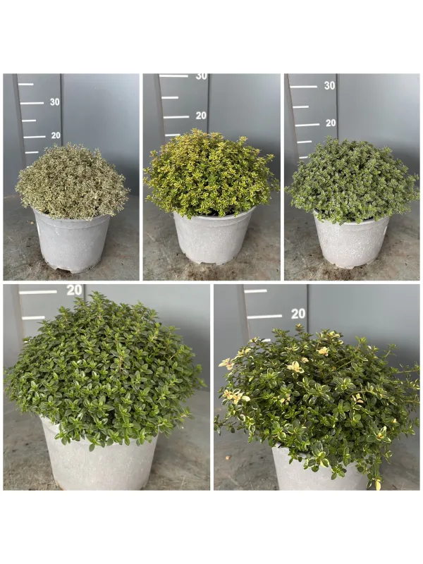 Timo mix 18 V. 18 cm - Riviera Quality Societa' Agricola Cooperativa