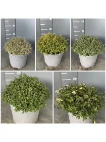 Timo mix 18 V. 18 cm - Riviera Quality Societa' Agricola Cooperativa