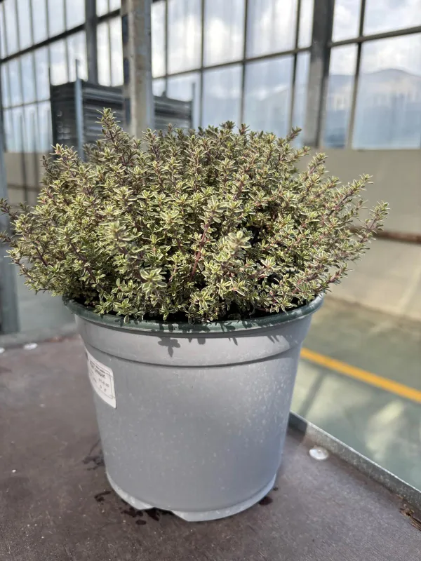 Timo silver queen 18 V. 18 cm - Riviera Quality Societa' Agricola Cooperativa