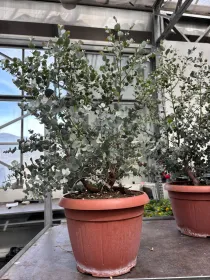 Eucalyptus gunnii 25 V. 25 cm - Riviera Quality Societa' Agricola Cooperativa