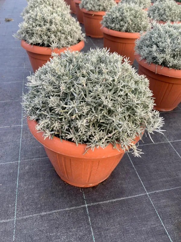 Helichrysum italicum 25 V. 25 cm - Riviera Quality Societa' Agricola Cooperativa